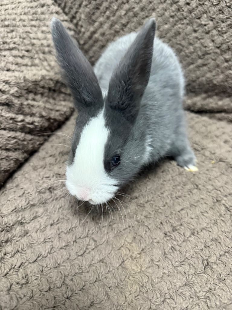 Rabbits - 9 week old for sale