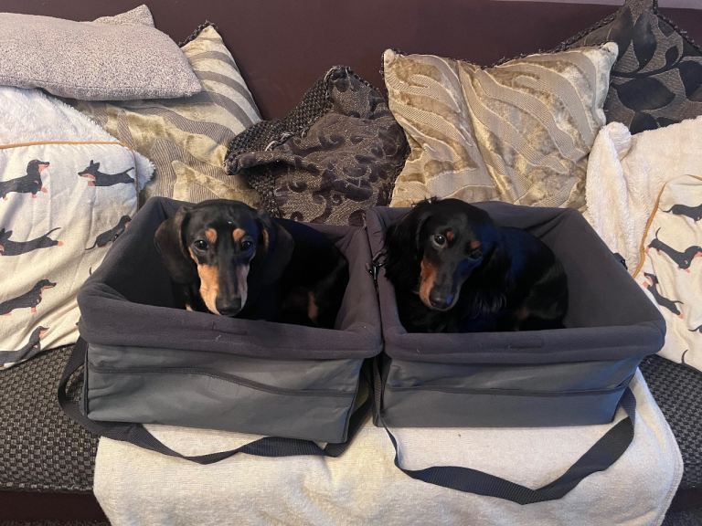 2 x Pet Booster Car Seats for Small Dogs (Dogs not included)