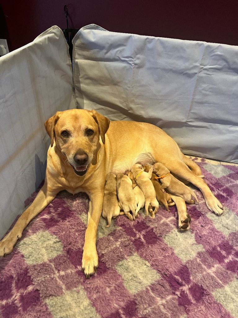 Golden Labrador Pups