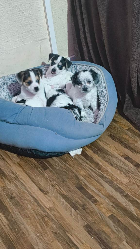 Cockajack x chihuahua puppies 
