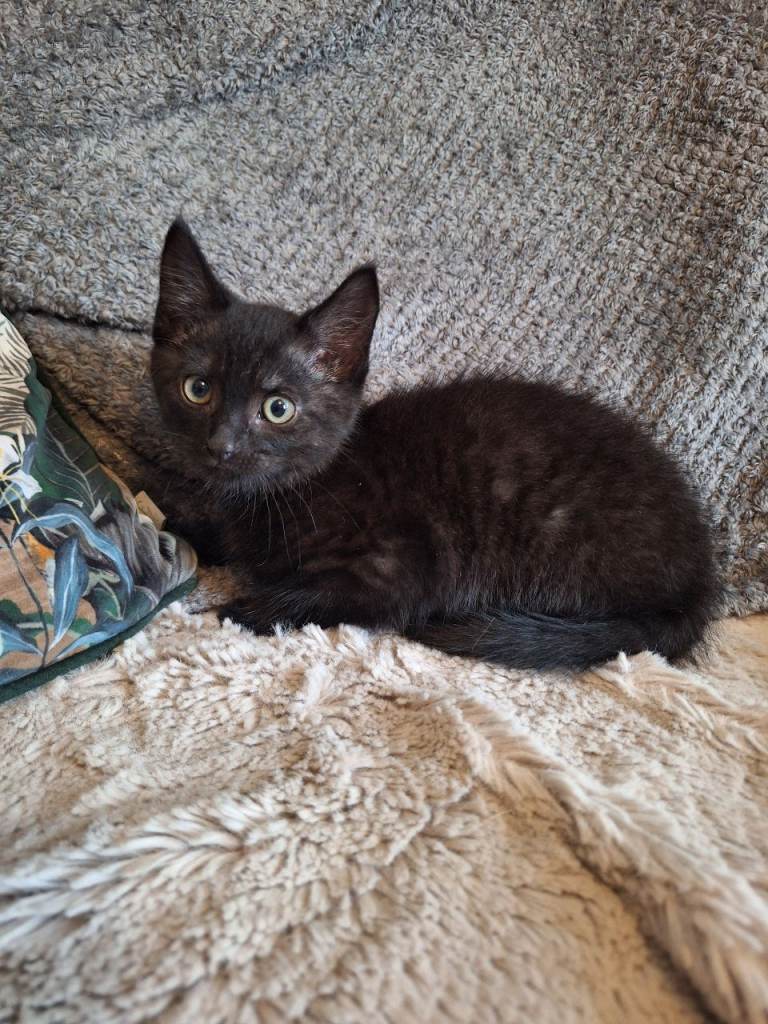 Kittens