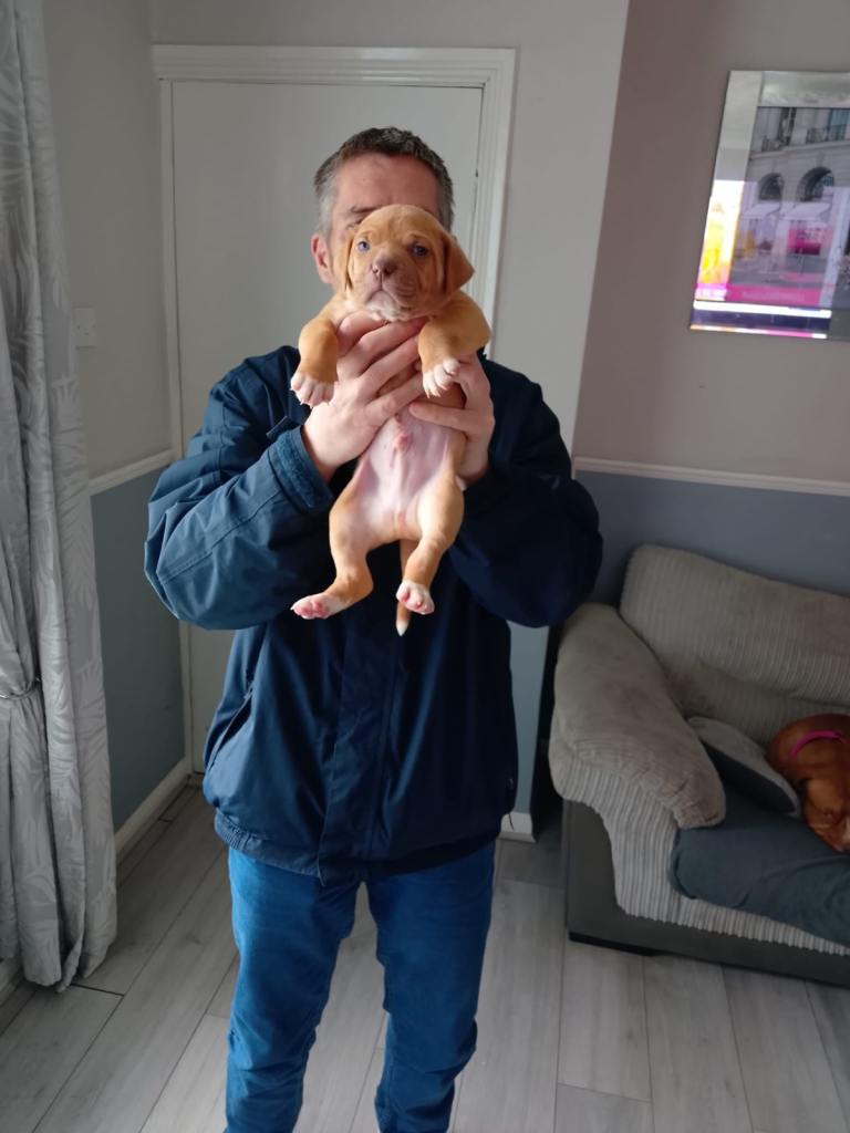 American bulldog pups 