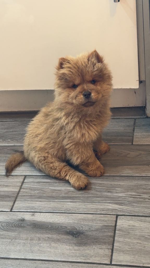 One chocolate girl chow chow puppy 
