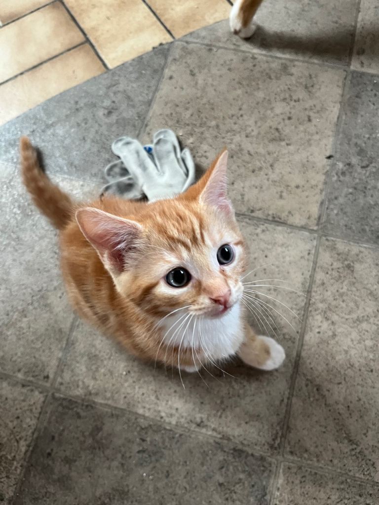 Ginger Kittens Looking For Their New Warm Home