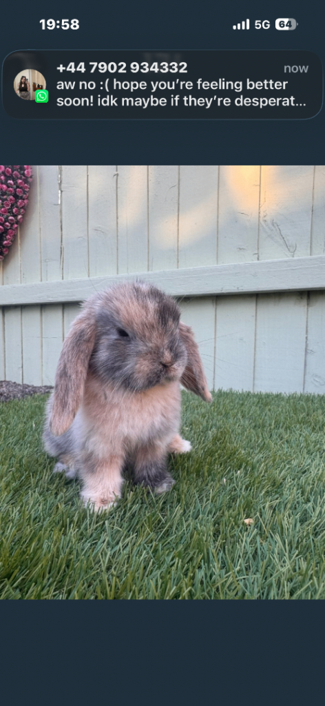 Mini lop bunny