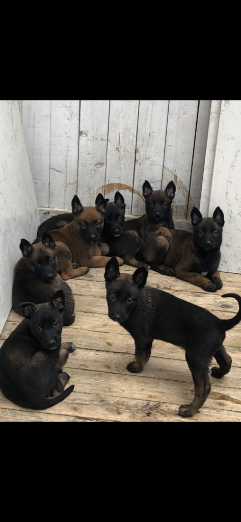 Belgium Malinois puppy’s for sale