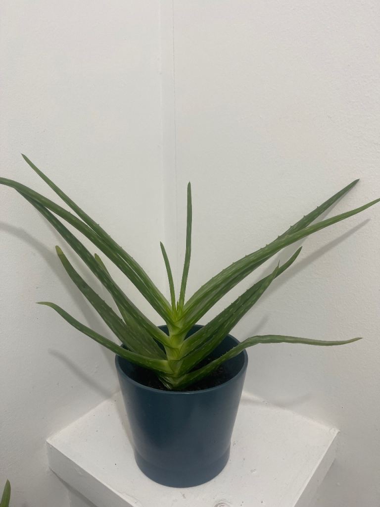 Aloe Vera Plant in Blue Ceramic Planter