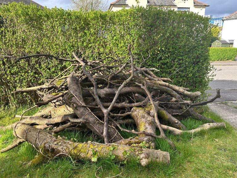 Free pile of logs/ branches 