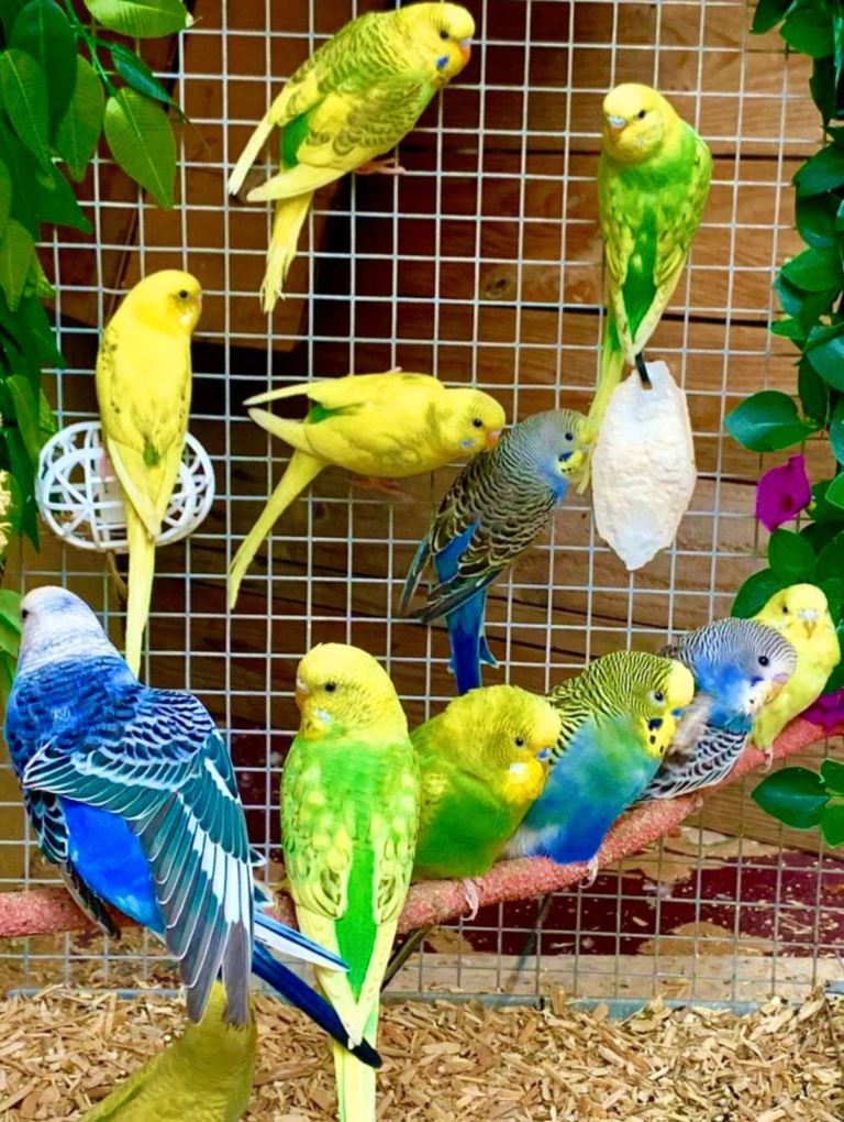 Bird Cage Available and Budgies Various Mutations!
