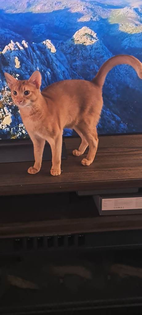  Abisinian cat for sale. TICA registered 1 year old 