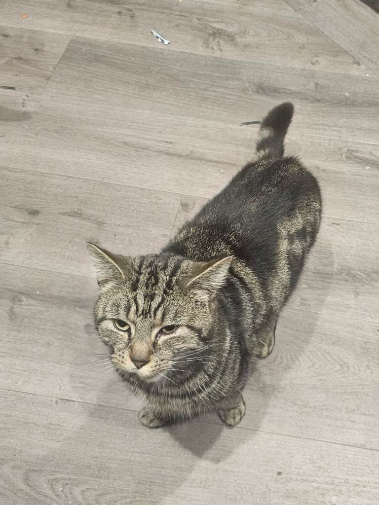 2 year old cat groot