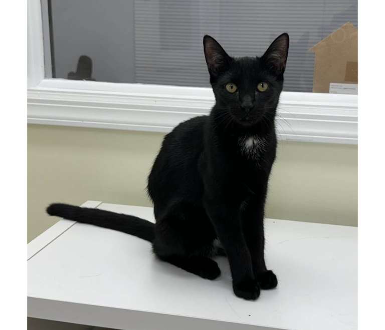 Black cat for sale this cat is no to big is smal