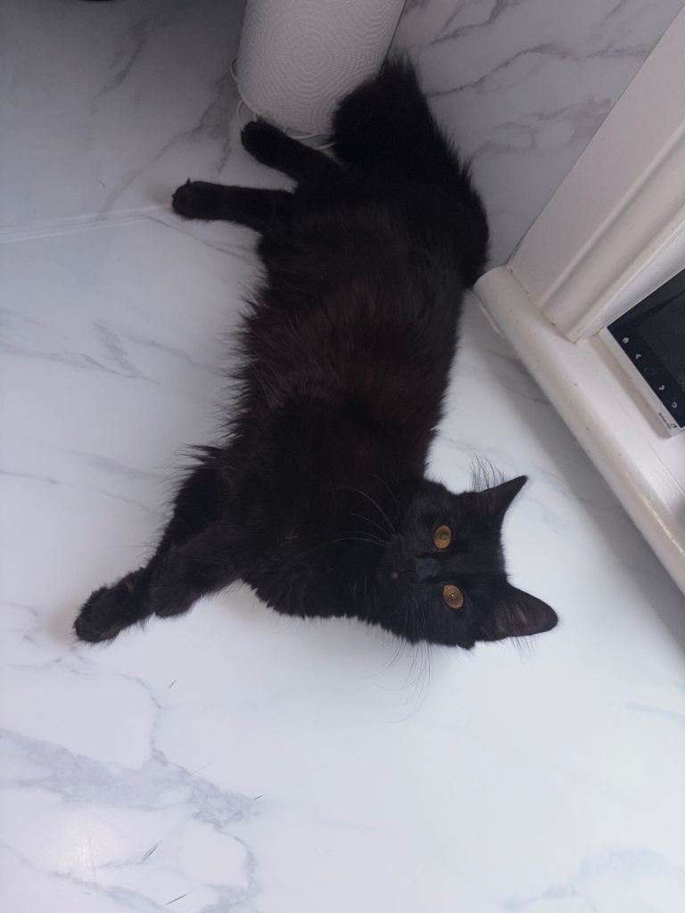 Gorgeous black cat 