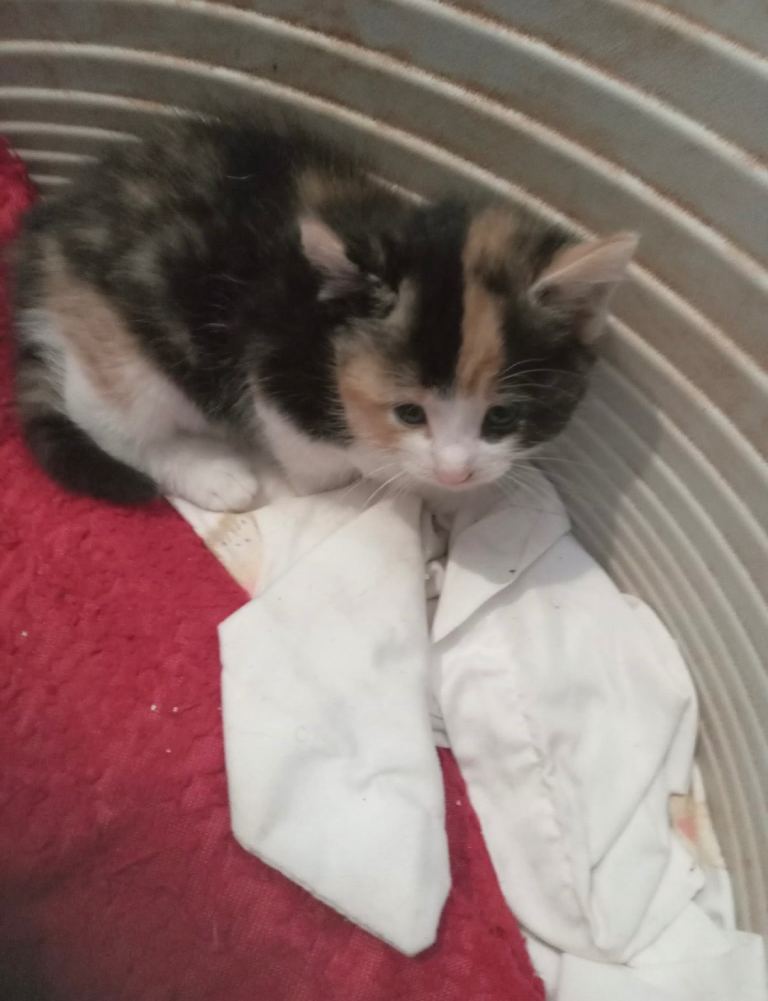 Kittens for sale 