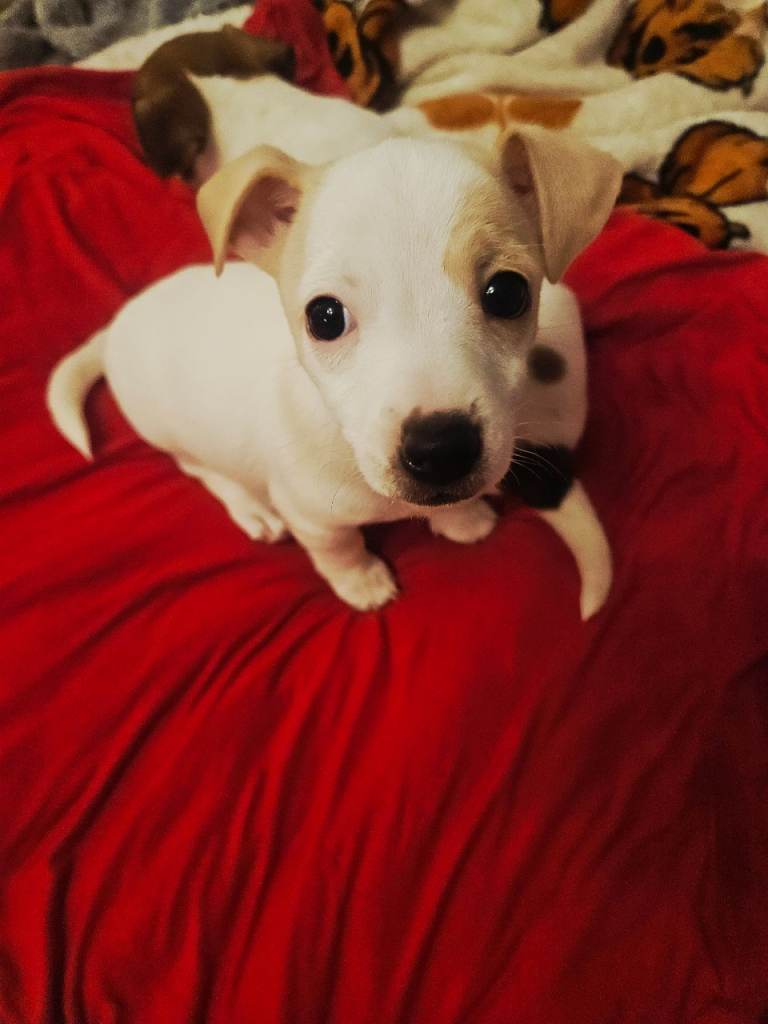 Jack Russell Puppies For Sale. Ready to GO !!