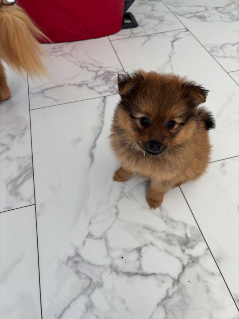 Pomeranian 2 