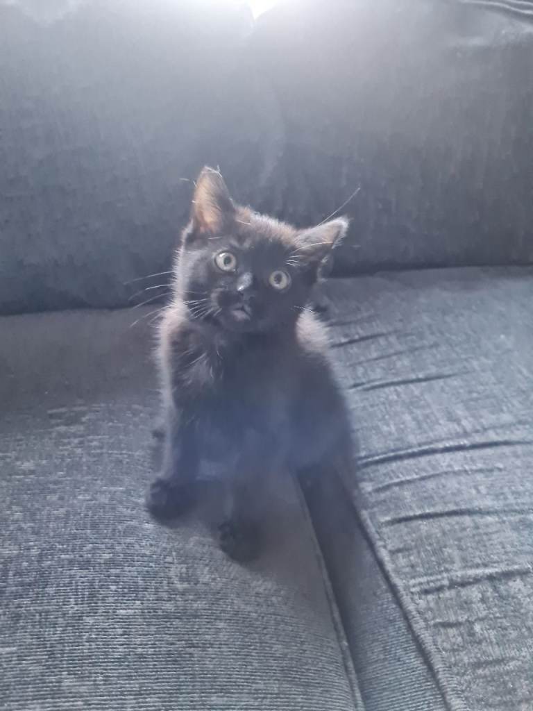 Female Kitten 