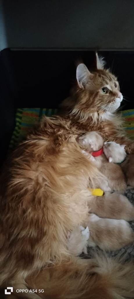 Maine Coon kittens