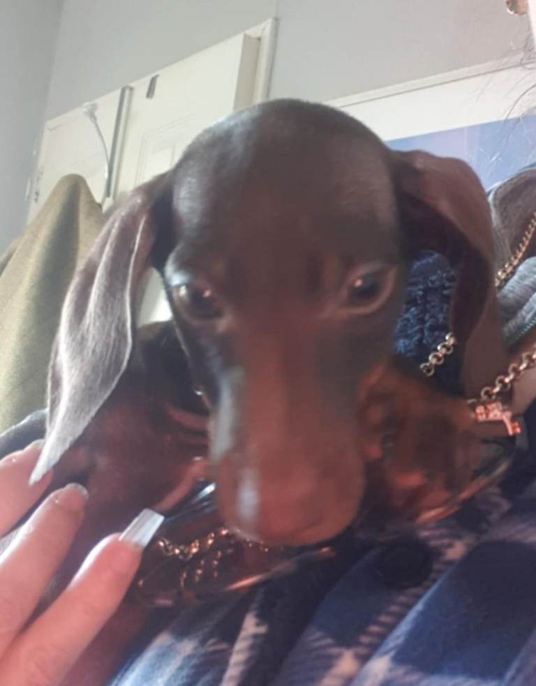 Dachshund Puppy 1 girl left