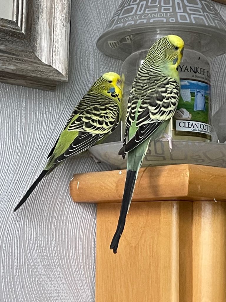 Budgie and cage
