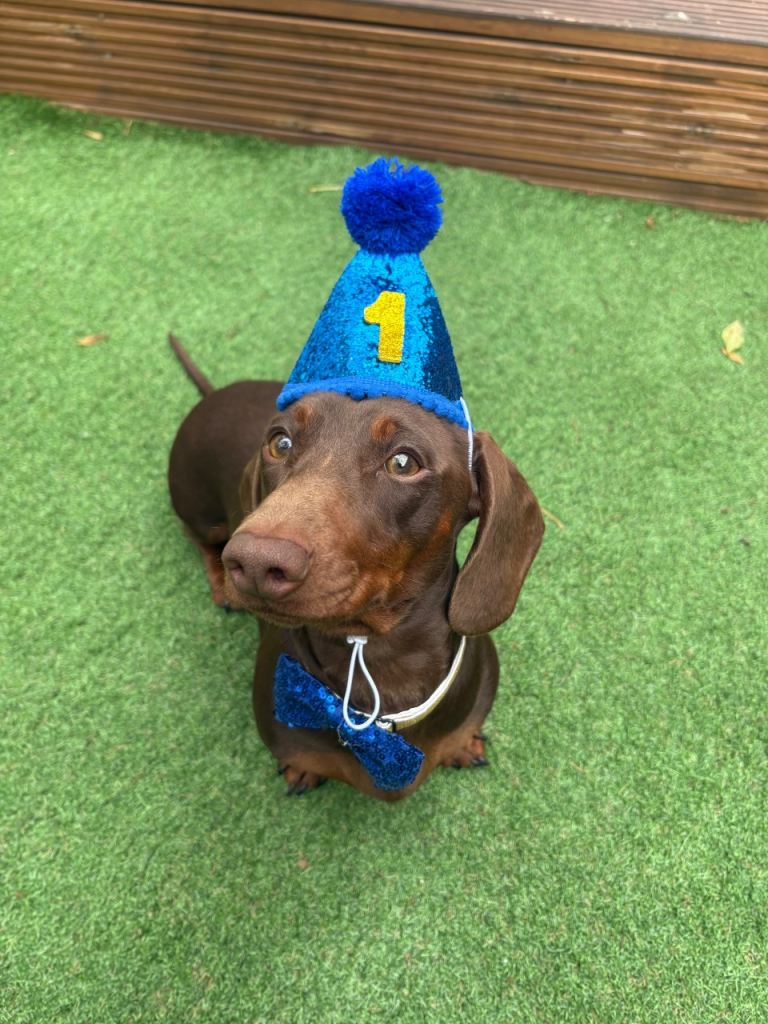 Male Miniature dachshund 