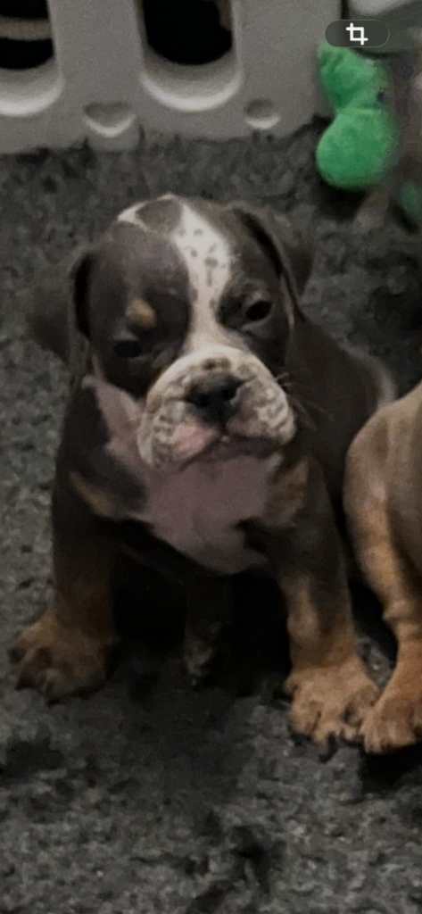 Olde English bulldogs