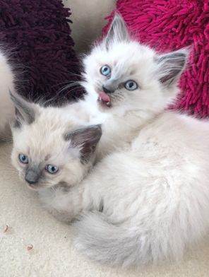 Pure Ragdoll Kittens 