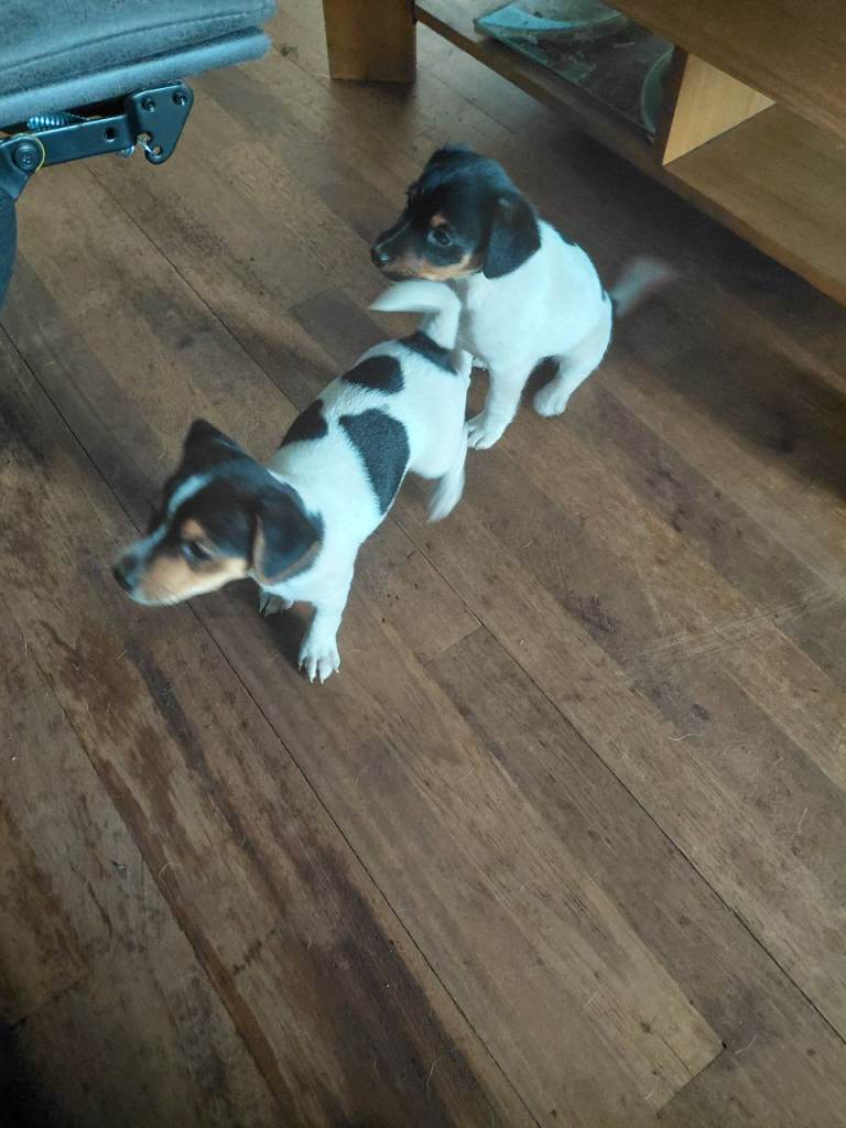Jack Russell puppies 
