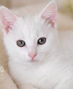 Kittens 