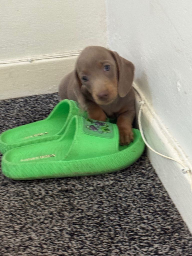 Mini dachshund Izabella!!!