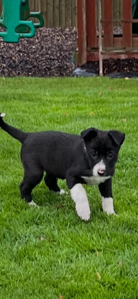 Border Collie 