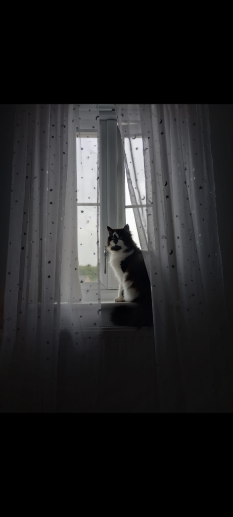 Lovely 8yr spayed female cat