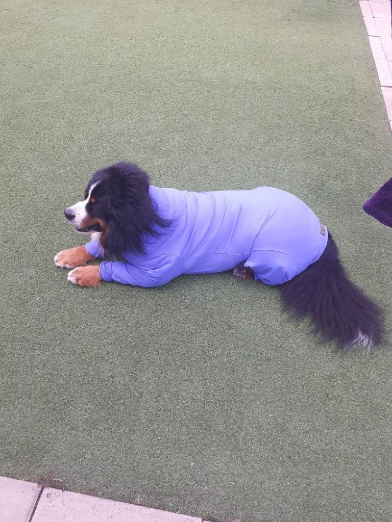 XL EQUAFLEECE DOG SUIT