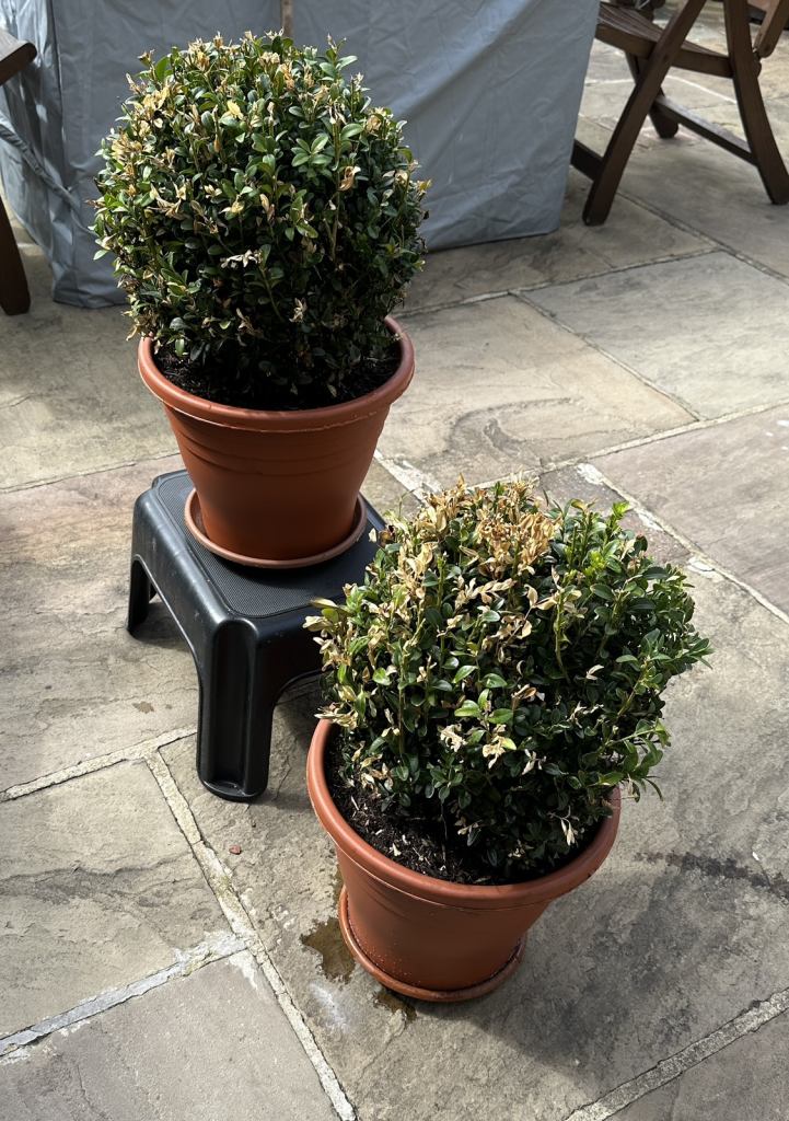 BUXUS Two Round Plant in pot 