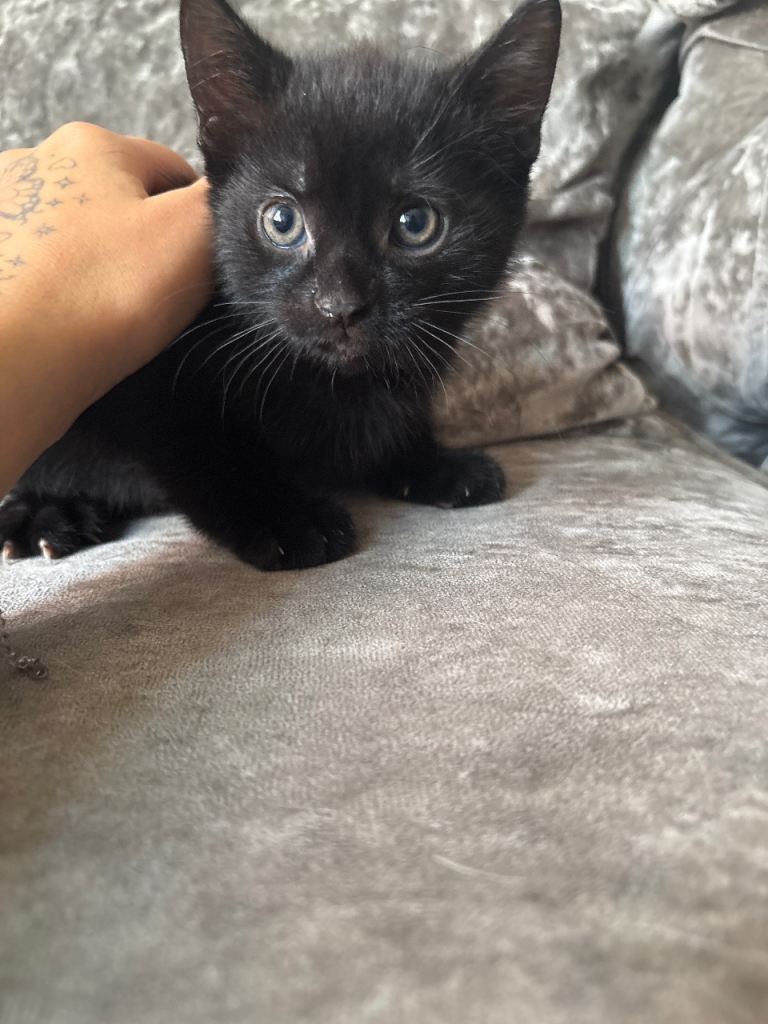 Kittens for sale 