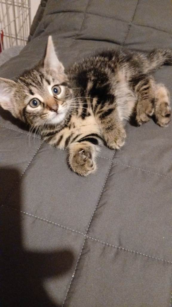  Beautiful  10 week kitten