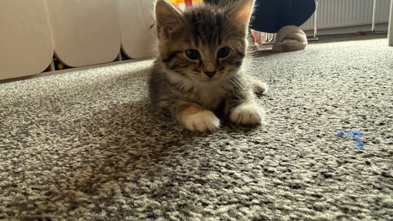 Kitten