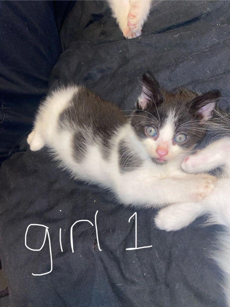 7 week old kittens, ready 3rd February 