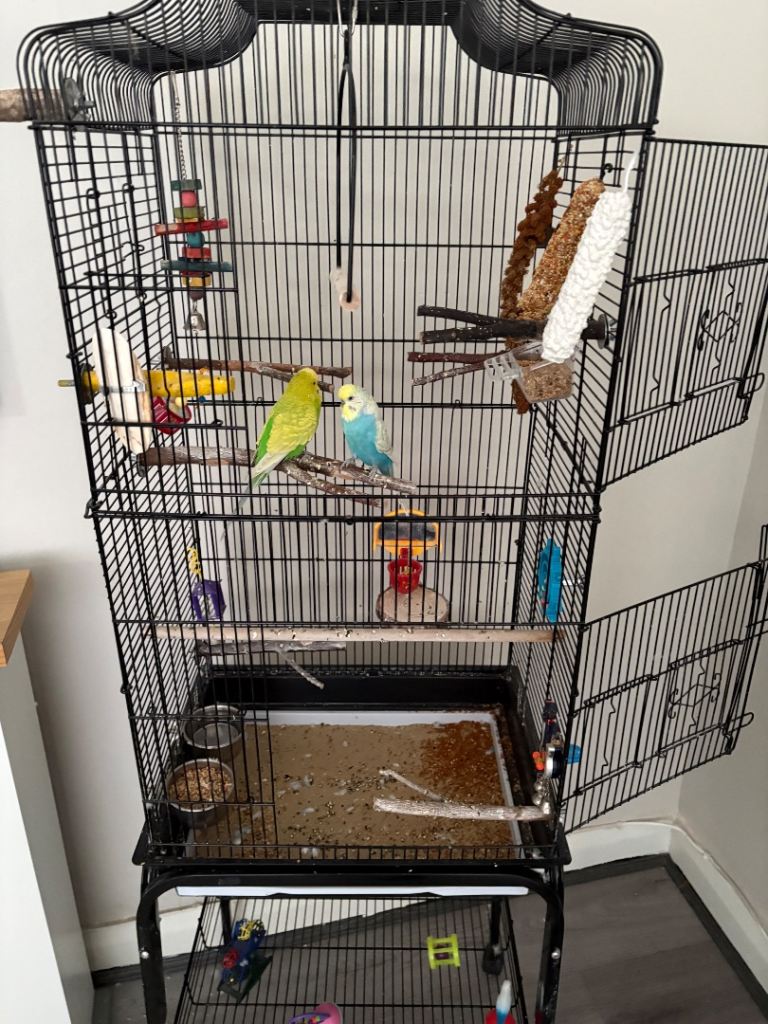 Budgies for sale and cage