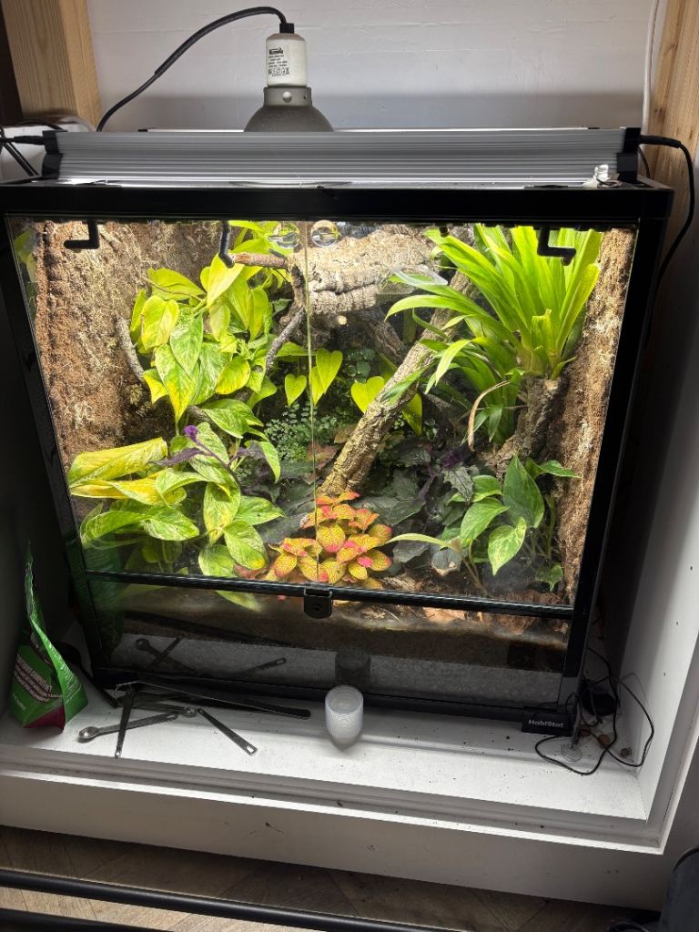 Habistat Terrarium  bioactive set up