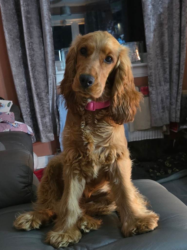 Cocker spaniel 