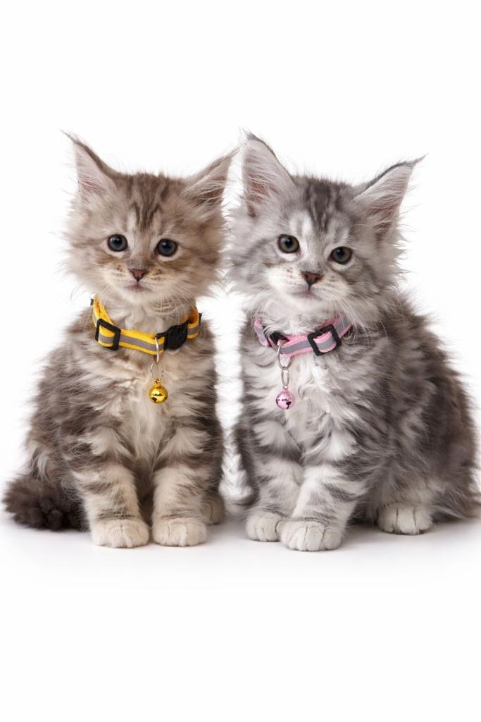 Two gorgeous silver tabby Champion maine coon kittens