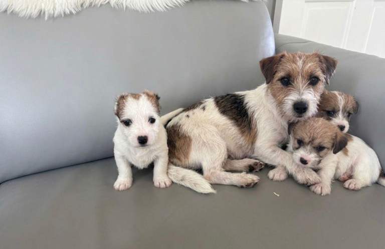 Jack Russell puppies