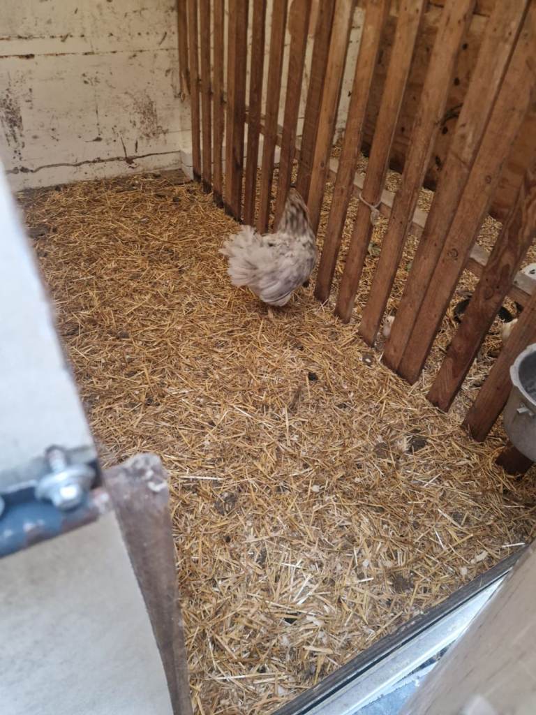 Hen and  11 chicks