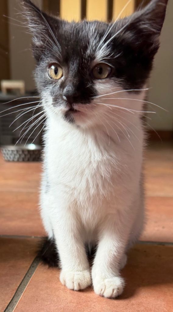 Kitten ready for new home