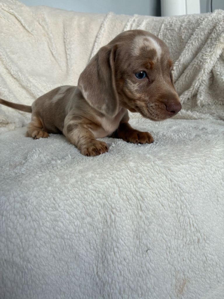 Dachshund Puppies For Sale