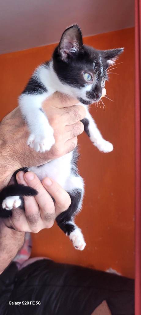 Kittens