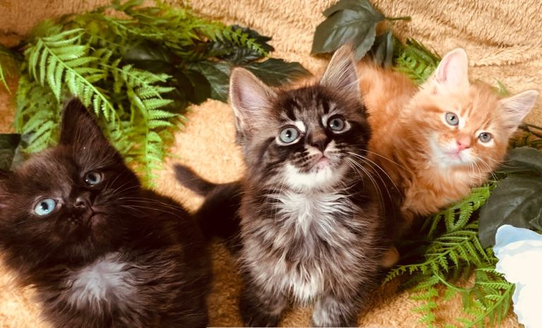 STUNNING WEDGIE BABIES READY FOR FOREVER HOMES 