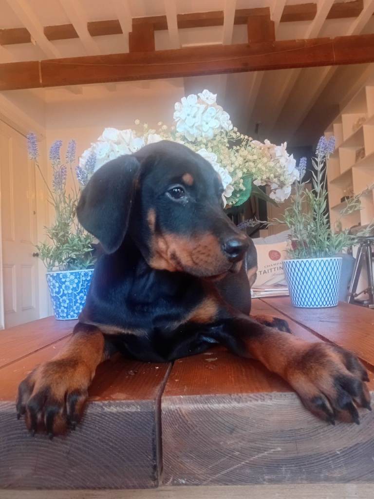 Pure bred Doberman puppies for sale