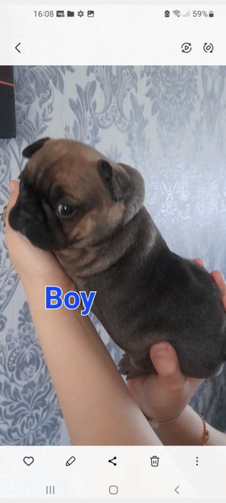 French bulldog puppies